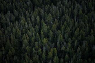 aerial view of tall trees
