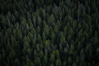 aerial view of tall trees