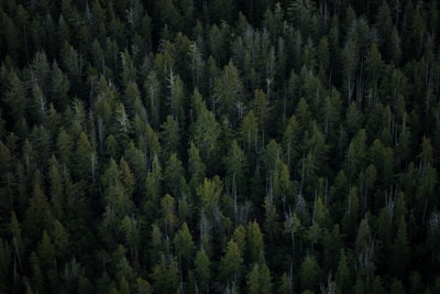 aerial view of tall trees