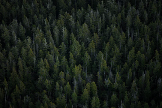 aerial view of tall trees