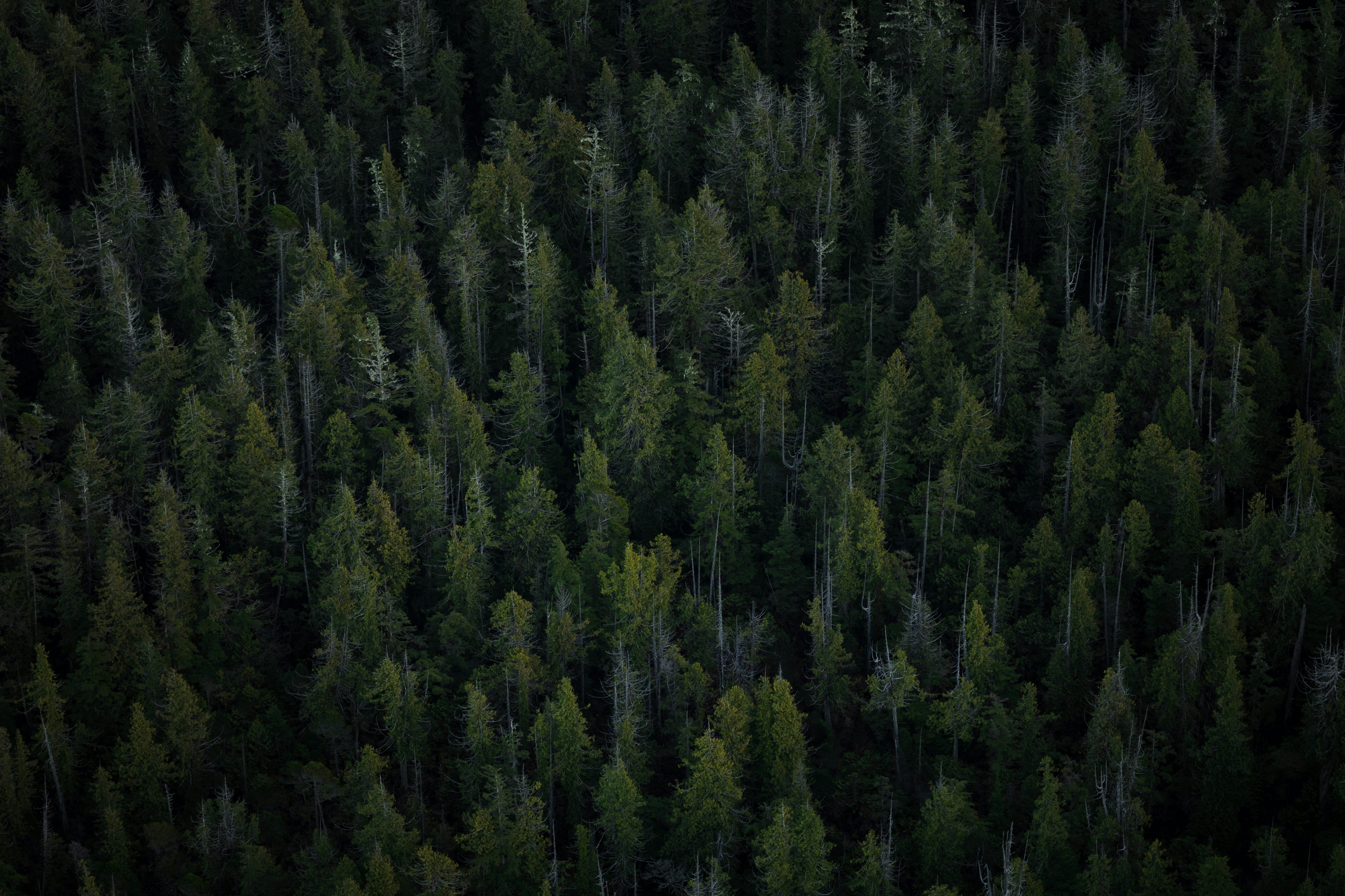 aerial view of tall trees