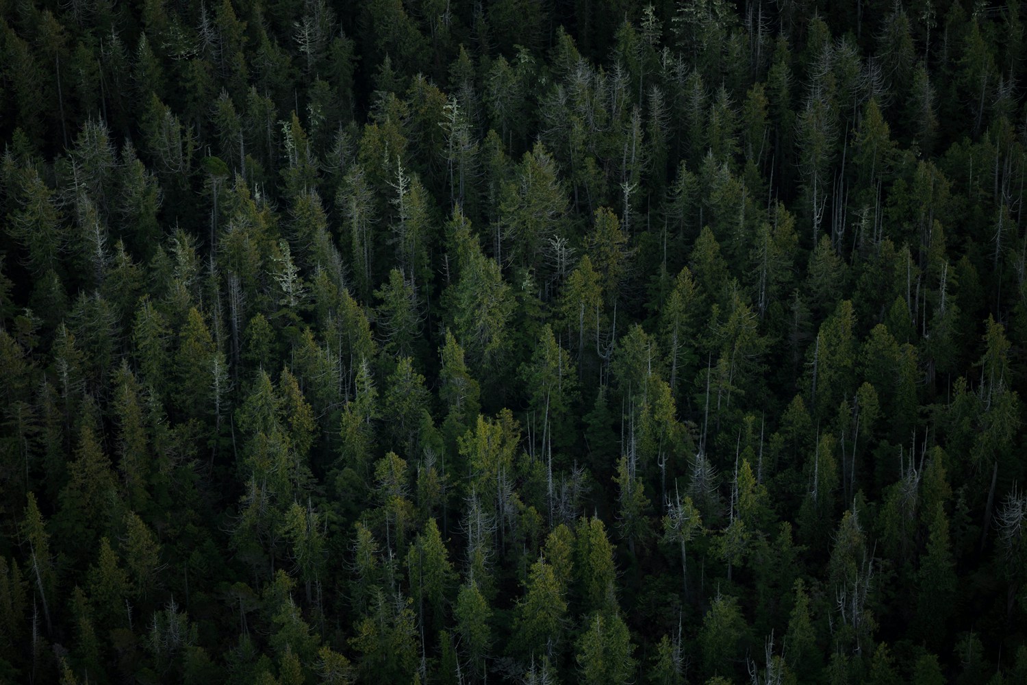Image of a forest