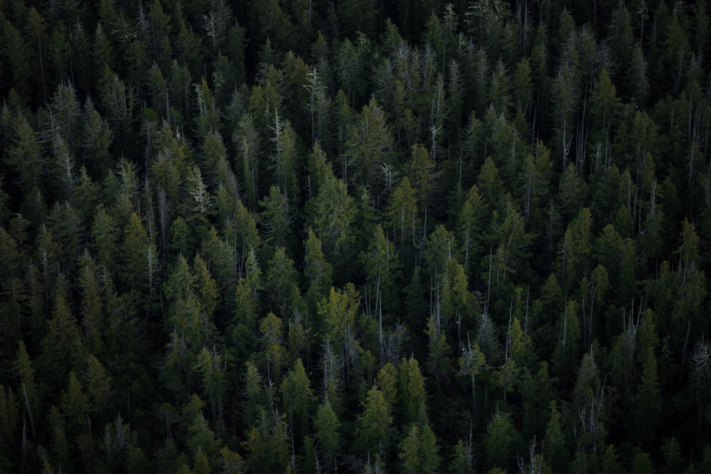 aerial view of tall trees