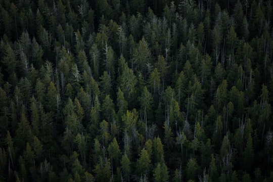 aerial view of tall trees in Tofino Canada