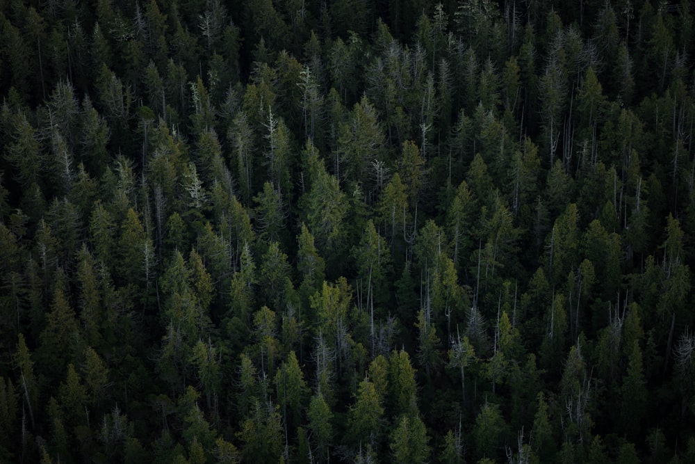 Vue aérienne de grands arbres