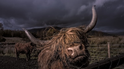 Post-production film image of a brown yak behind a fence at night