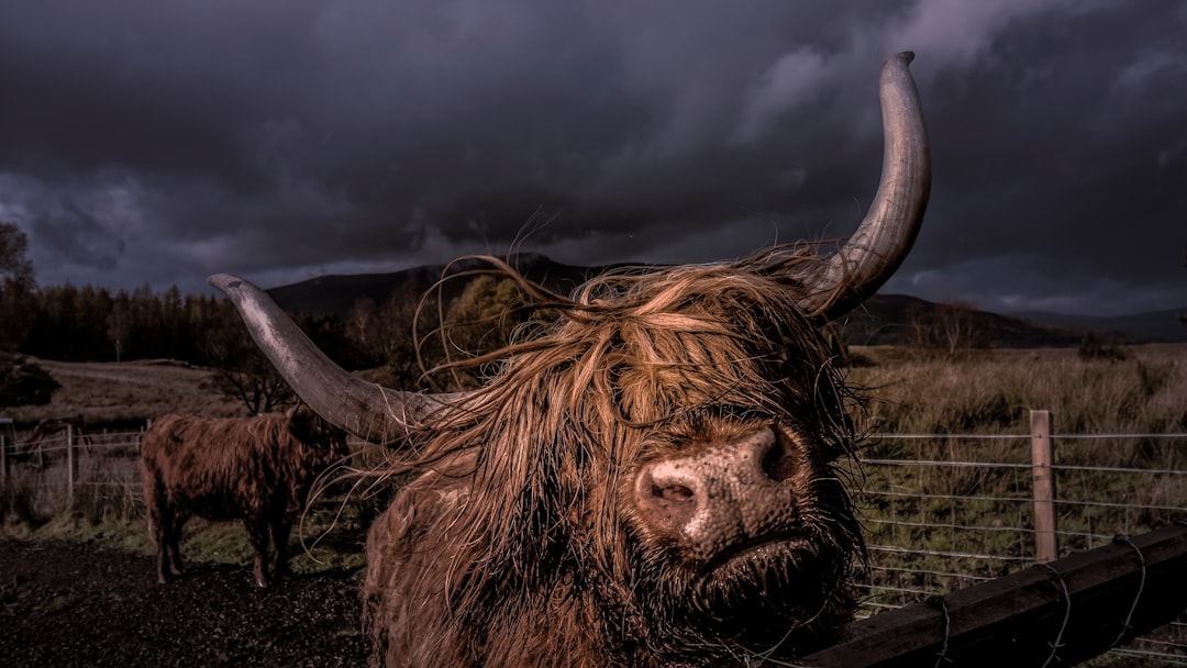 brown yak inside fence during nighttime