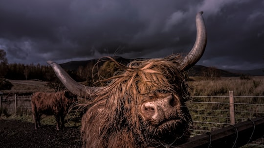 brown yak inside fence during nighttime in Scotland United Kingdom