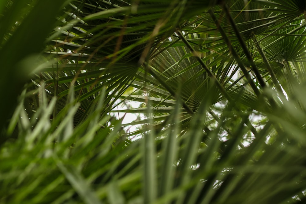 selective focus photography of green plant