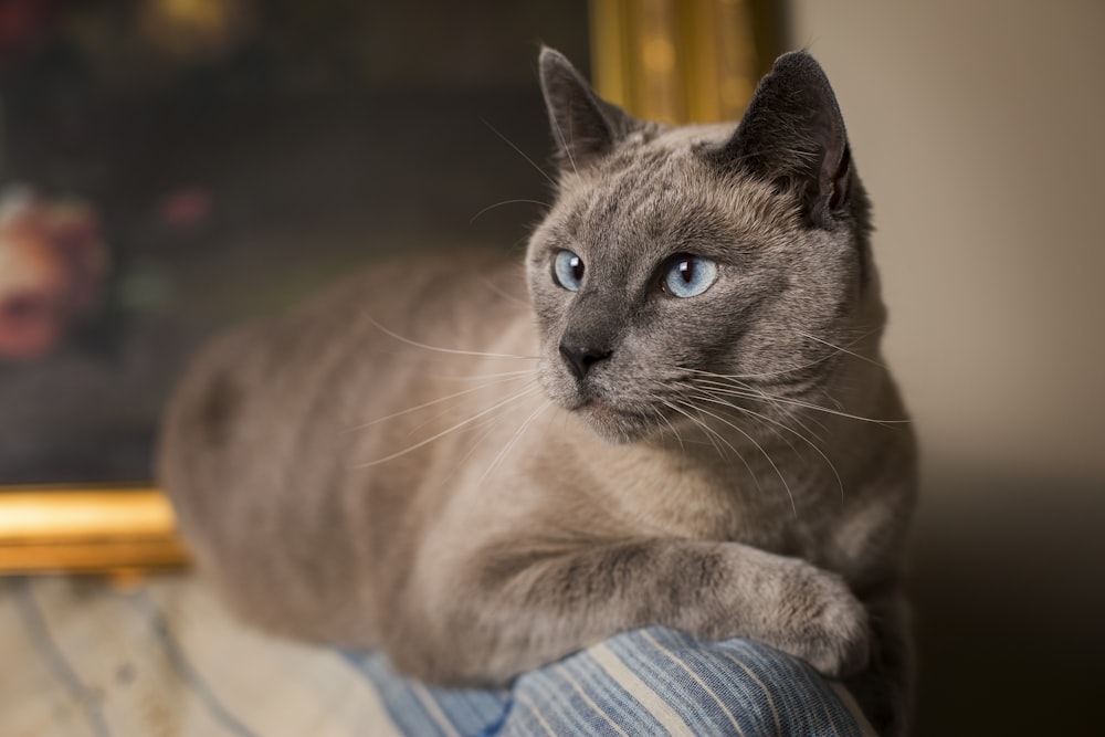 shallow focus photography siamese cat