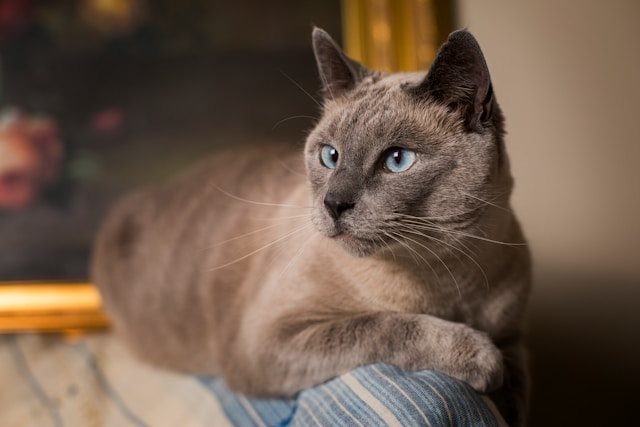 Titre : Le Chat Siamois : Beauté Royale et Personnalité Envoûtante Titre : Le Chat Siamois : Beauté Royale et Personnalité Envoûtante