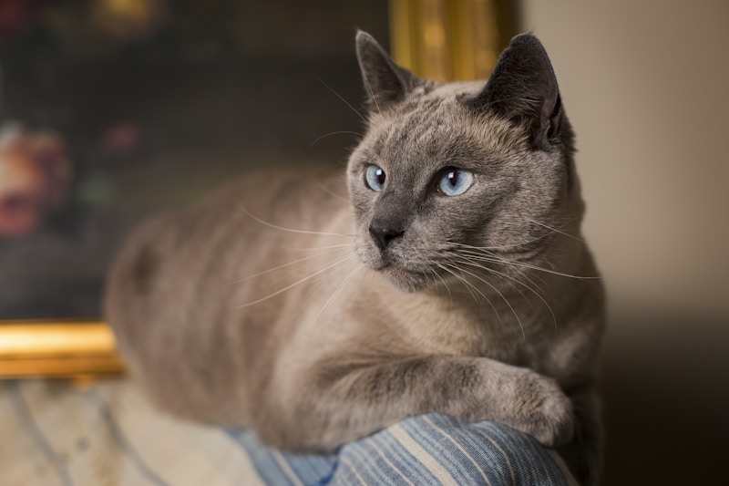 Siamese Cat