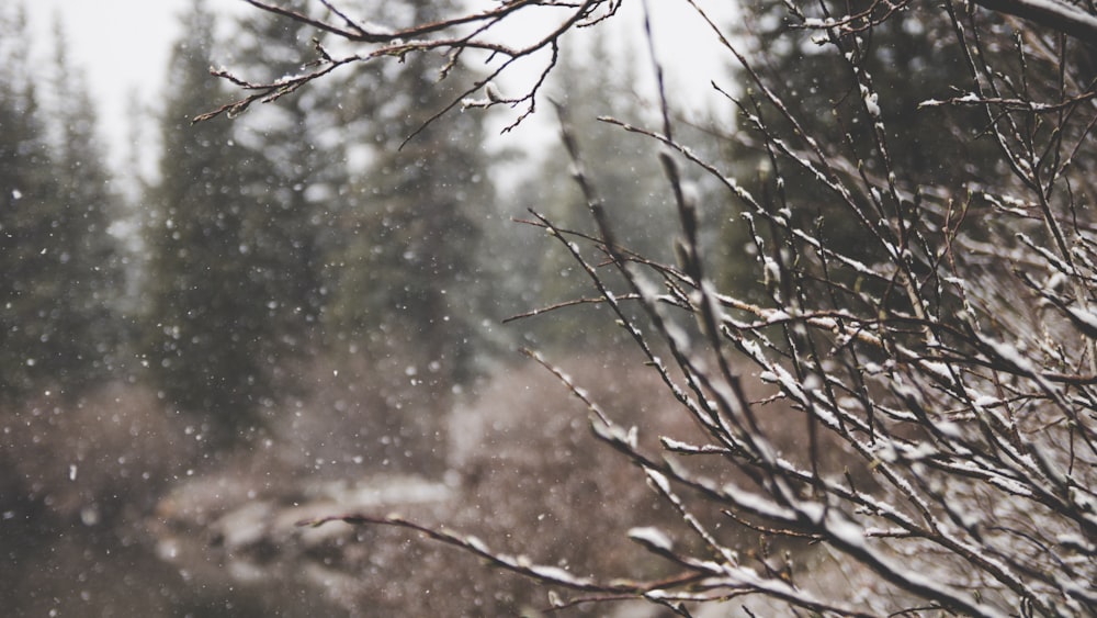 macro shot of snow and bare tree