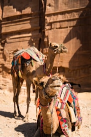 two brown camels near brown wall