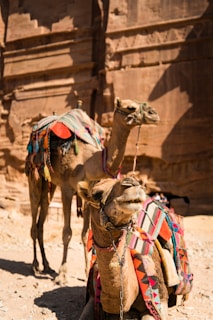 two brown camels near brown wall