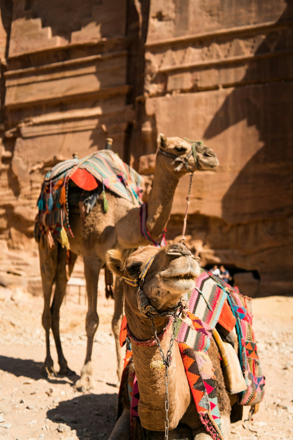 two brown camels near brown wall