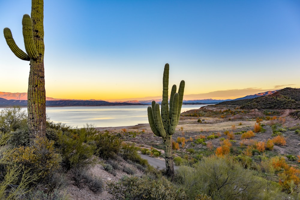 scenery of two green cactuses