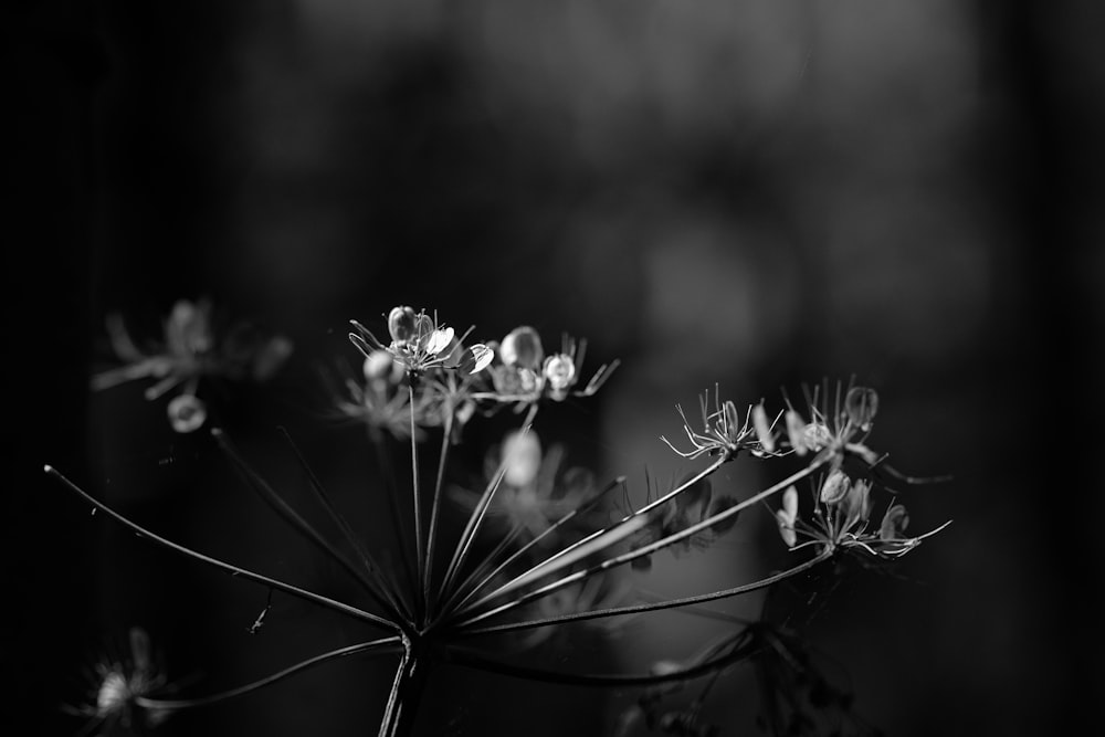 grayscale photo of flowers