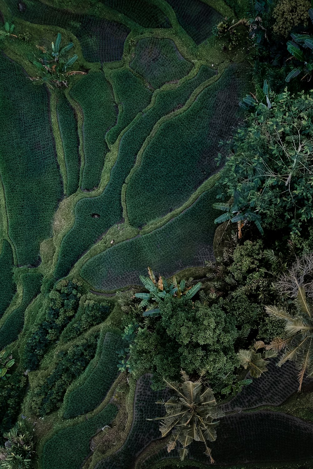 緑の木々の区画の空中写真