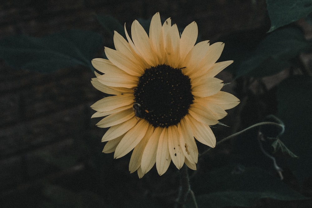 photo of common sunflower