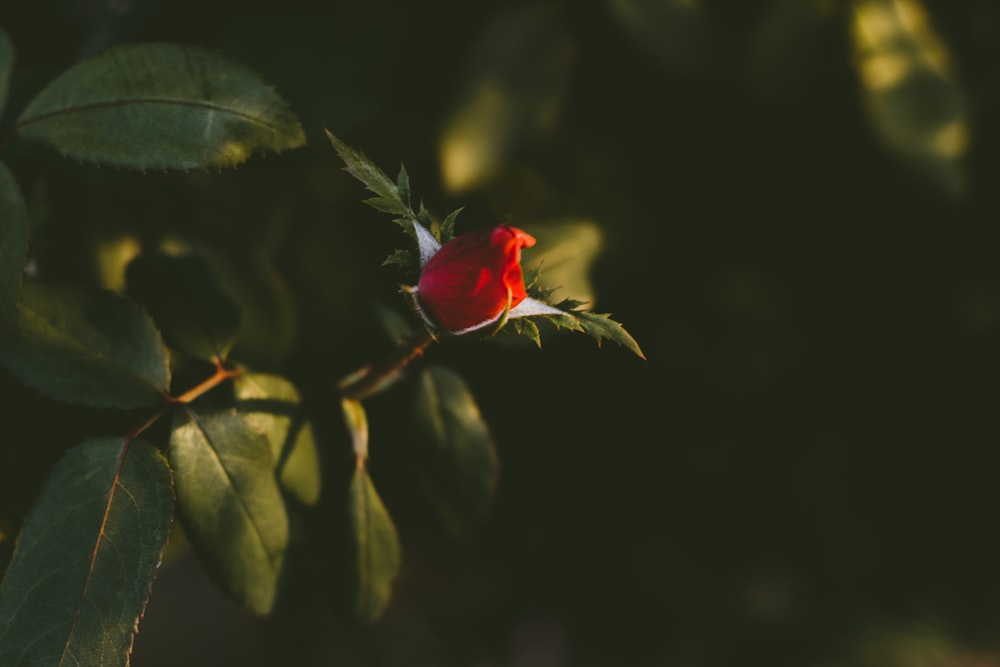 selective focus of rose bud