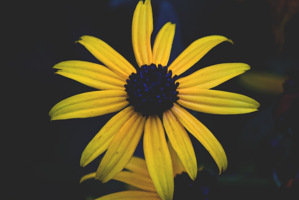 yellow daisy