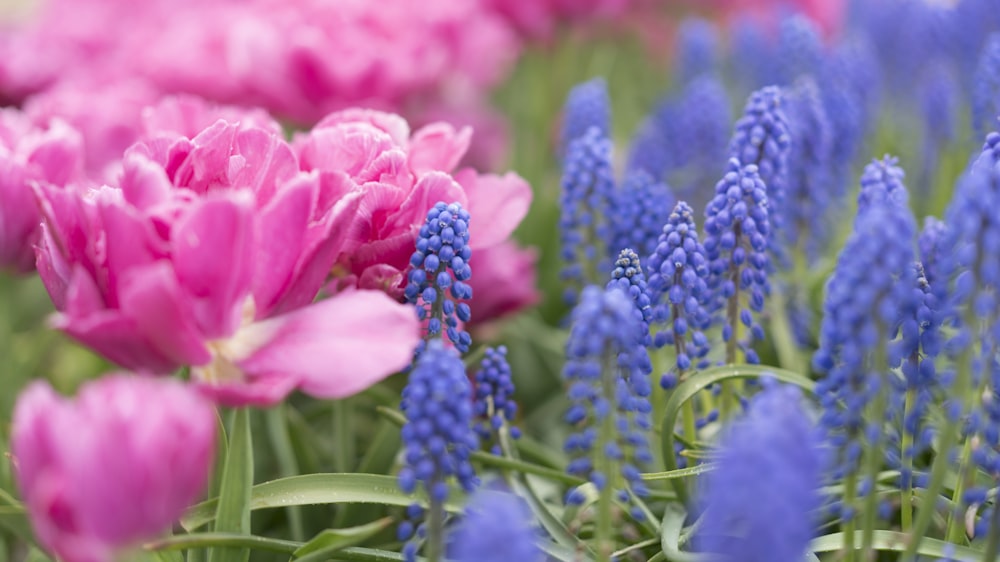 pink and purple petaled flowers