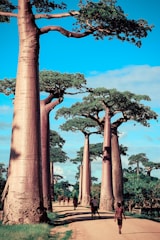 Volunteers planting native trees near baobab-lined paths.