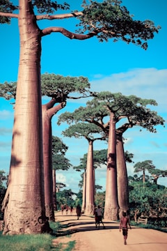 Volunteers planting native trees near baobab-lined paths.