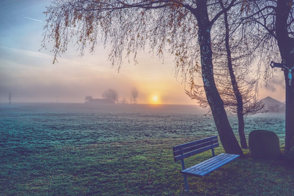 blue wooden bench on grass near tree