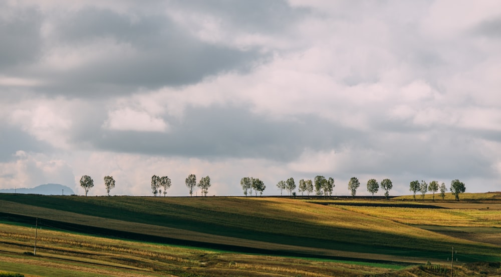 Arbres verts au sommet de la colline