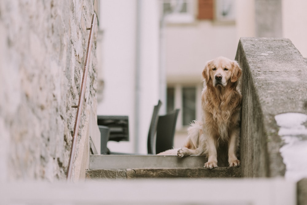 dog on concrete stairs