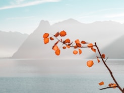 orange leaf near body of water and mountains during daytime