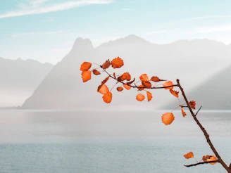 orange leaf near body of water and mountains during daytime