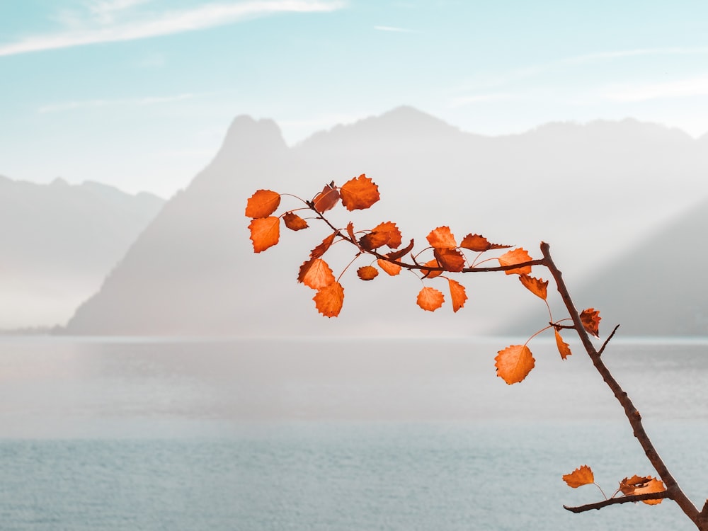 orange leaf near body of water and mountains during daytime