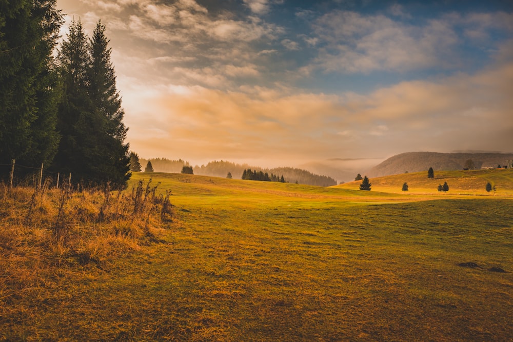 grass field and pine trees during golden hour