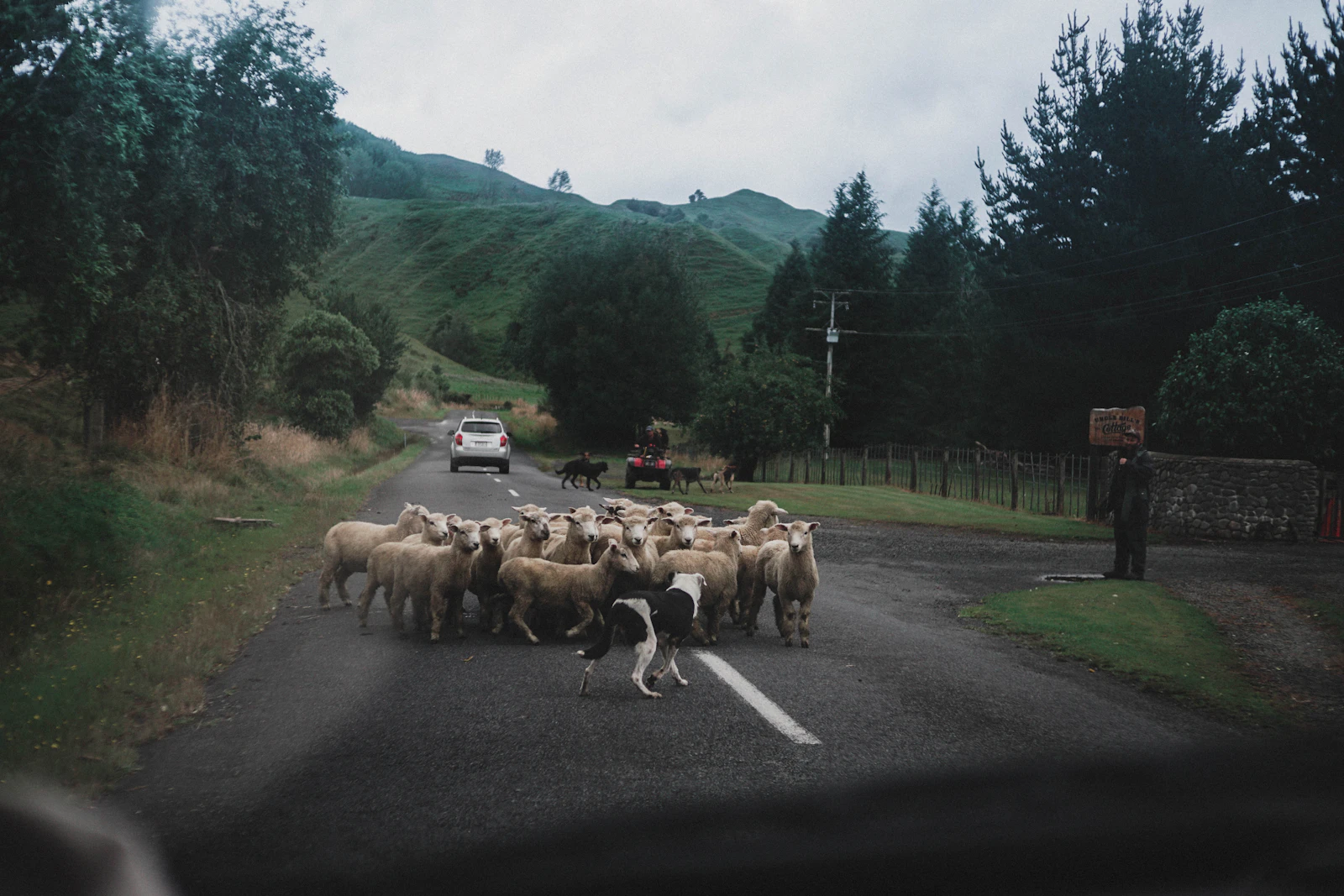 Sheep crossing a rural road near Pipiriki