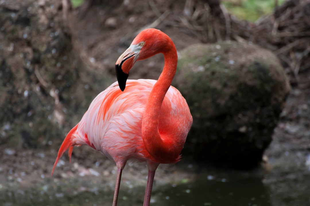 photo of Heidelberg Wildlife near Niederwaldsee