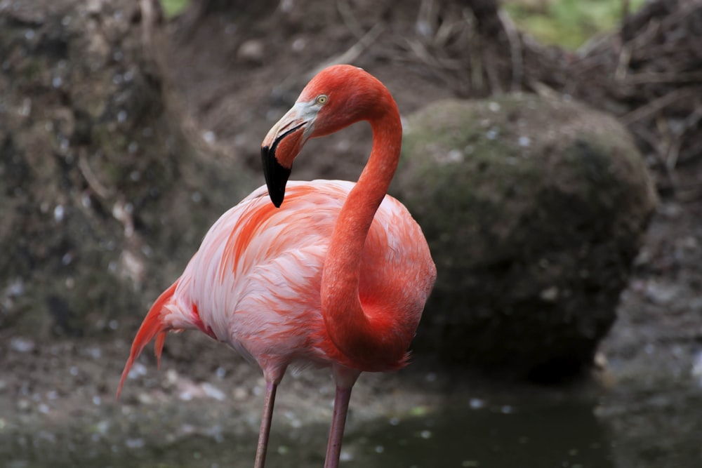 shallow focus photography of red flamingo