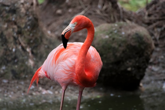 shallow focus photography of red flamingo in Heidelberg Germany