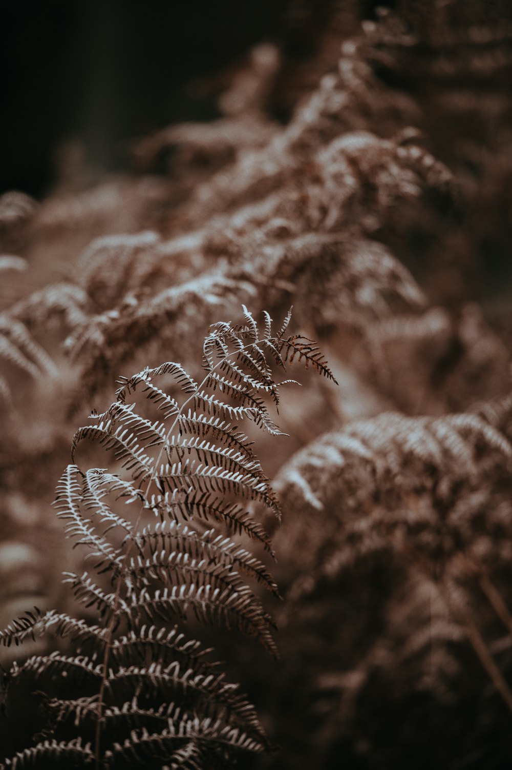 dried leaves plants