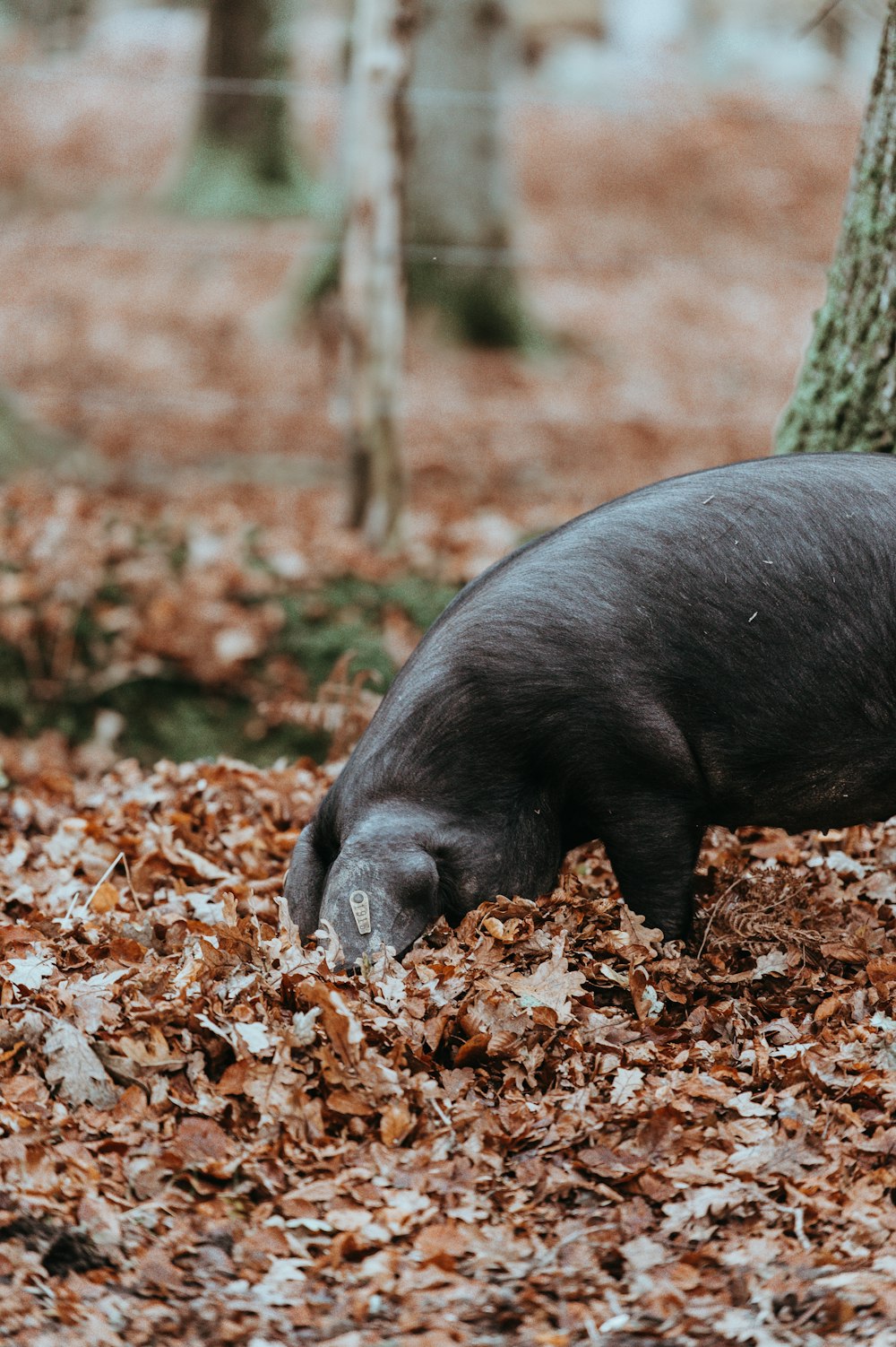 animal standing on dried leaves