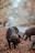 Several pigs are foraging on a forest floor covered with dry, fallen leaves. The background features trees with autumn-colored foliage, creating a serene and natural setting.