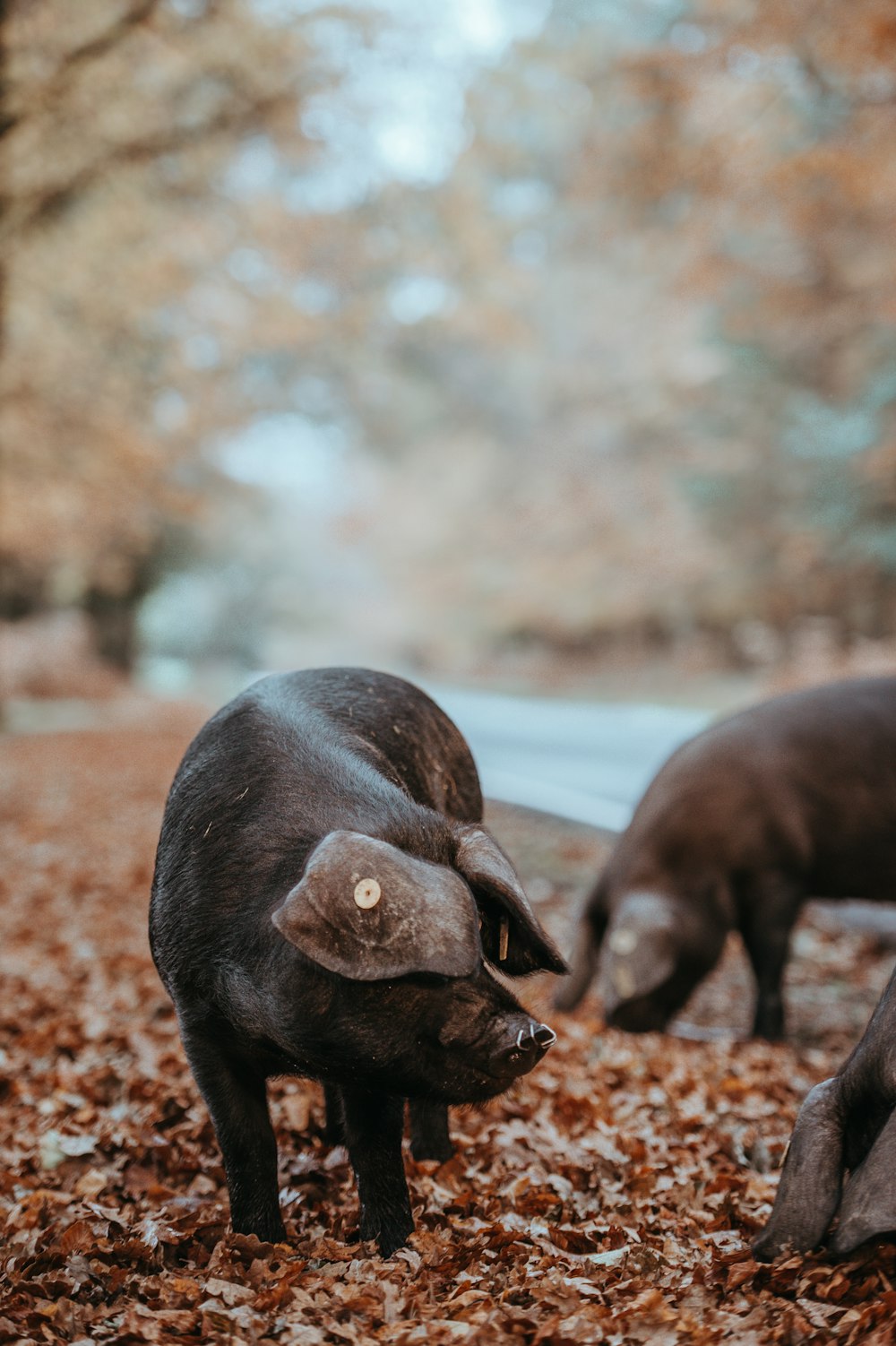 wild board standing of dried leaves shallow focus photography