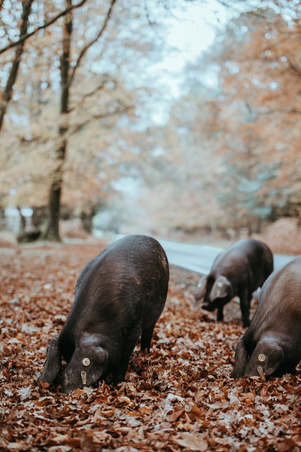 cochon noir sur feuille brune