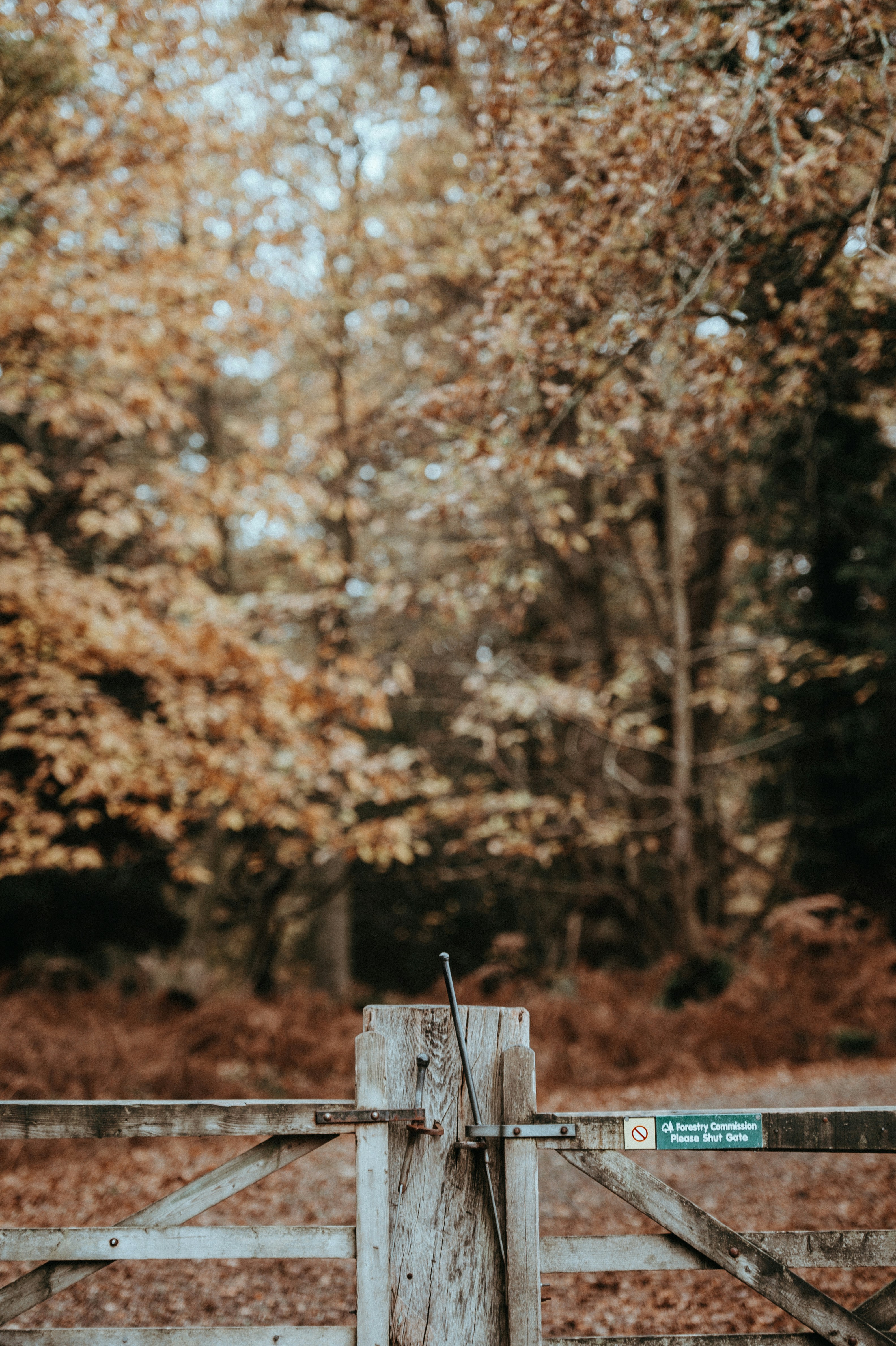 Photo by anniespratt