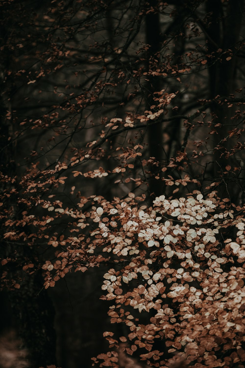 Fotografía de enfoque superficial de hojas marrones