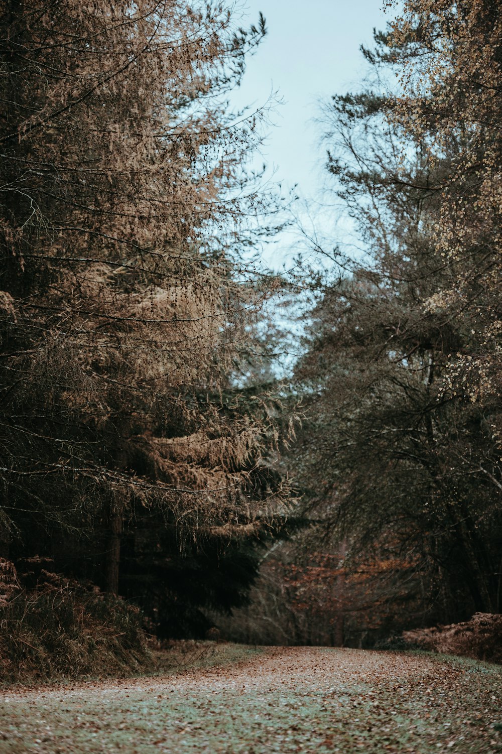 strada sterrata tra gli alberi