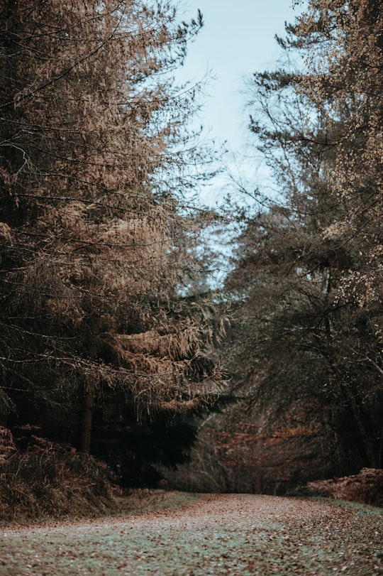 dirt road between trees in New Forest District United Kingdom