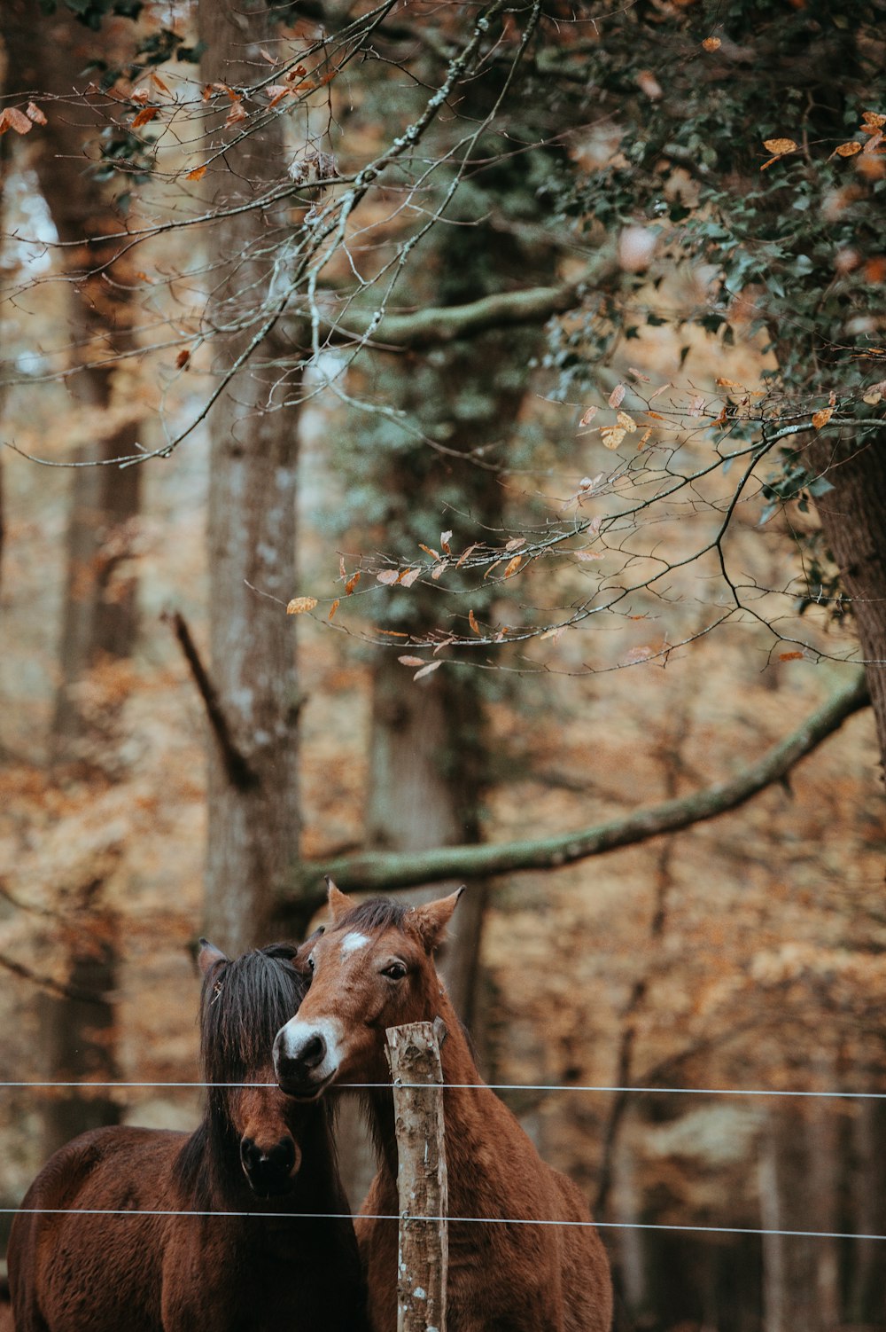 昼間、緑の葉の木の下に2頭の茶色の馬がいました